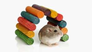 Сортовете на малката хомаков